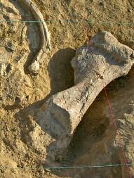 Κρήτη. Και πράγματι, τέτοια απολιθώματα Μειοκαινικών θηλαστικών έχουν εντοπιστεί σε μια σειρά τοποθεσίες της Κρήτης.