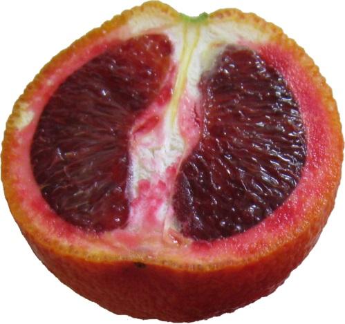 πορτοκαλοχυμού εξετάζεται εκτενέστερα στο κεφάλαιο 2 του παρόντος). Παρά ταύτα, στην Ελλάδα τα πορτοκάλια Navel καλλιεργούνται ευρέως για παραγωγή χυμού.
