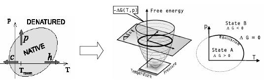 Εικόνα 3-28 - (α) Μετουσίωση πρωτεϊνών από την πίεση και τη θερμοκρασία ακολουθούμενη από μεταβολές ενθαλπίας (ΔΗ) και μεταβολές όγκου (ΔV) (Heremans, 2002) και (β) μεταβολή της ελεύθερης ενέργειας