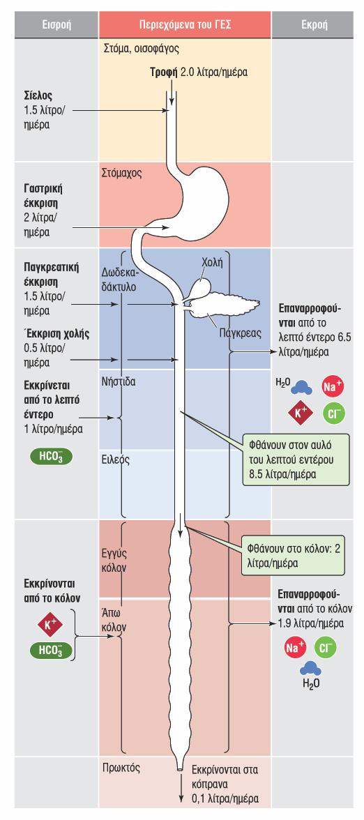 Εντερικό υγρό &