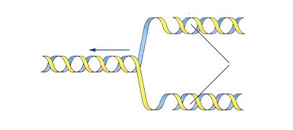 Αρχικό δίκλωνο μόριο (DNA template)