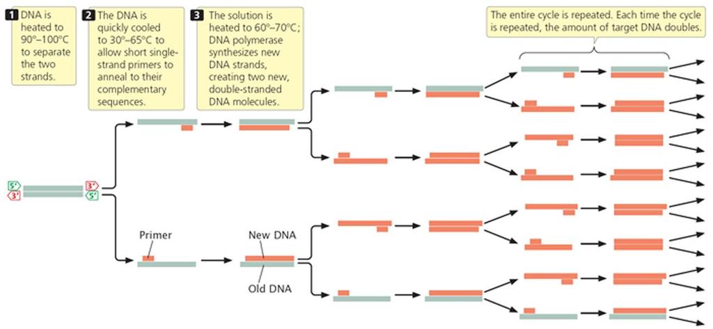 Επαναλαμβανόμενοι κύκλοι 3 διαδοχικών βημάτων: Αποδιάταξη του DNA εκμαγείου Υβριδισμός των