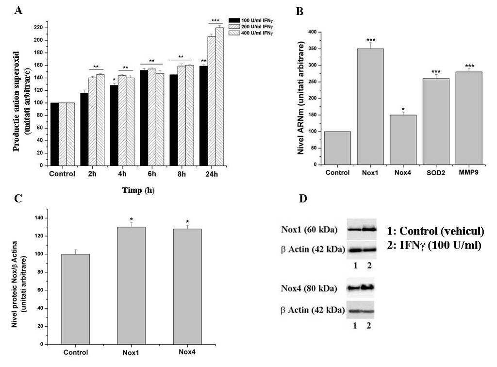 Figura 4: Modularea expresiei si functiei NADPH oxidazelor in CMN stimulate cu IFNγ.