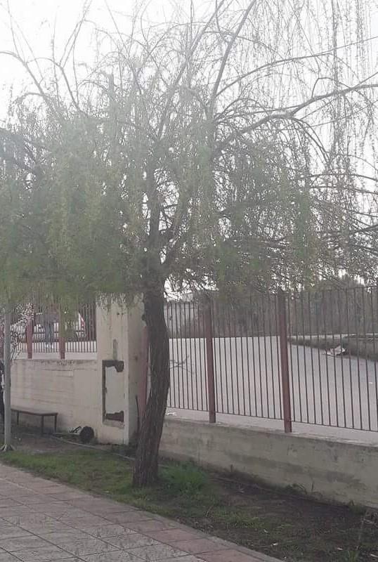 Ιτιά(Salix