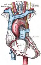 37 Ο πόνος στο στήθος εμφανίζεται σε πολλές καρδιοπάθειες αλλά και σε εξωκαρδιακά νοσήματα. Μερικές φορές η σωστή ερμηνεία του είναι αρκετά δύσκολη έως σχεδόν αδύνατη.