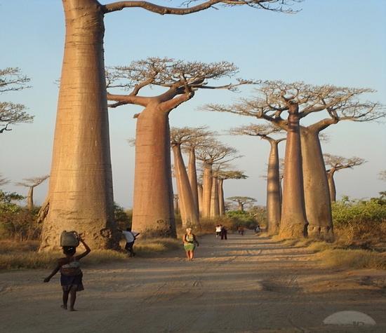 Baobab Avenue/Λεωφόρος των Μπαομπάμπ Ένα από τα πιο πολυσύχναστα σημεία της Δυτικής Μαδαγασκάρης είναι το κομμάτι του χωματόδρομου ανάμεσα στην περιοχή Morondava και