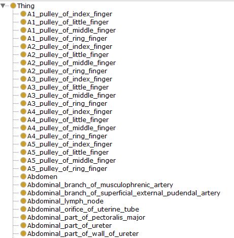 1) Anatomy Taxonomy (At): Είναι μια κλάση η οποία ομαδοποιεί σε κλάσεις τις ανατομικές οντότητες ανάλογα με τις ομοιότητες ή τις διαφορές στα χαρακτηριστικά τους.