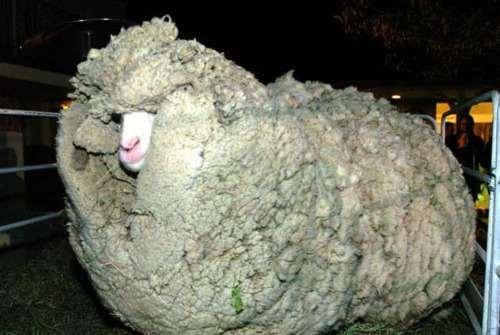 Ένα ακούρευτο πρόβατο Ένα ακούρευτο πρόβατο (Πηγή: