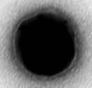 2. Studiul formarii nanoparticulelor de aur in solutia de chitosan la diferite temperaturi de reactie Efectul modificarii