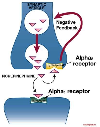 Αδρενεργικοί υποδοχείς πέους α1 & α2 μετασυναπτικοί προκαλούν αγγειοσύσπαση ευνοούν χάλαση πέους α2 προσυναπτικοί feedback νευρώνα β1 & β2 μετασυναπτικοί προκαλούν