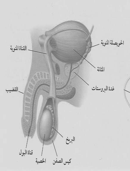 مذكرة المستفيد لعلوم الصف الثاني متوسط Pdf Free Download