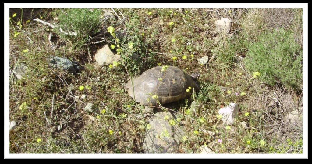 ΤΟ ΣΥΜΠΕΡΑΣΜΑ ΜΑΣ Το δάσος χωρίς τον άνθρωπο μπορεί να υπάρχει, ο άνθρωπος όμως χωρίς το δάσος δεν μπορεί να ζήσει.