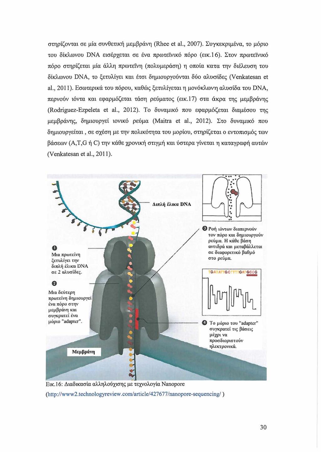 στηρίζονται σε μία συνθετική μεμβράνη (Rhee et al., 2007). Συγκεκριμένα, το μόριο του δίκλωνου DNA εισέρχεται σε ένα πρωτεϊνικό πόρο (εικ.16).
