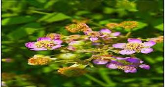 Τα είδη Rubus (Rosaceae) έχουν χρησιμοποιούνται παραδοσιακά για θεραπευτικούς σκοπούς.
