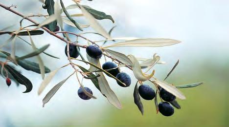 εγκαταστάθηκαν σε μόνιμα εδάφη Τα