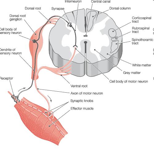 Εγκάρςια τομι νωτιαίου μυελοφ γάγγλιο ρατιαίας ρίζας
