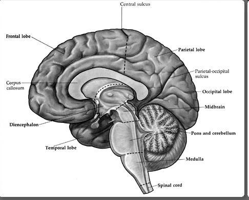 Ο εγκζφαλοσ Κεντρικι αφλακα Μετωπιαίοσ λοβόσ Βρεγματικόσ λοβόσ Μεςολόβιο