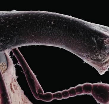 Anthonomus grandis على إحدى جوائز»و ل ك م«Wellcome