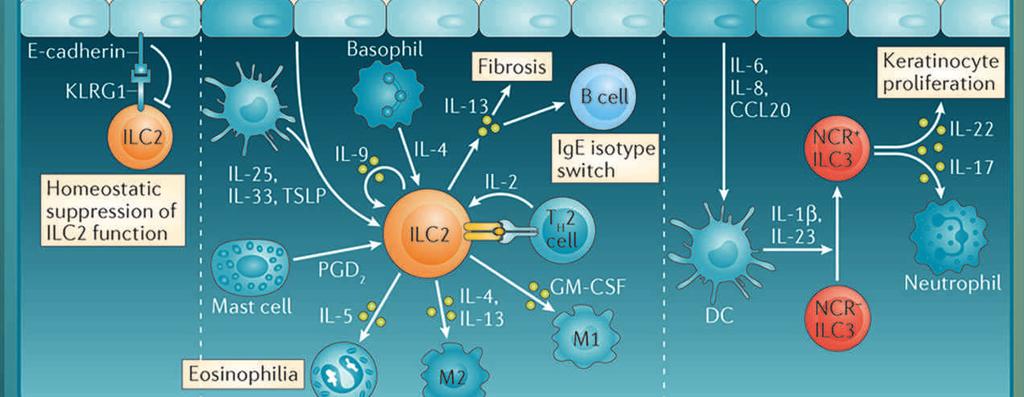 Poster on Innate lymphoid cells Innate lymphoid cells (ILCs) are a recently described family of lymphoid effector cells that have important roles in immune defence and tissue remodelling.