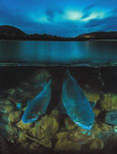 17 December 2015 10 Vol. 528, No. 7582 أبحاث ملخصات األبحاث T Otchy et al doi: 10.1038/nature16442 الرعة لدلتا بولمرز الحم الوو POLD3 ومسار الط و ر ا أ لول القسام المتوز المبكر.