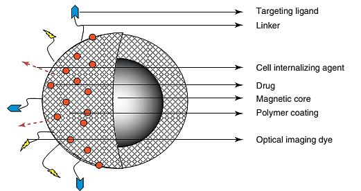 πεπτίδια, ένζυμα ή νουκλεΐδια)καθιστώντας τα νανοσωματίδια πολυλειτουργικά για διάφορες βιοϊατρικές εφαρμογές (Σχήμα 1.8). Σχήμα 1.
