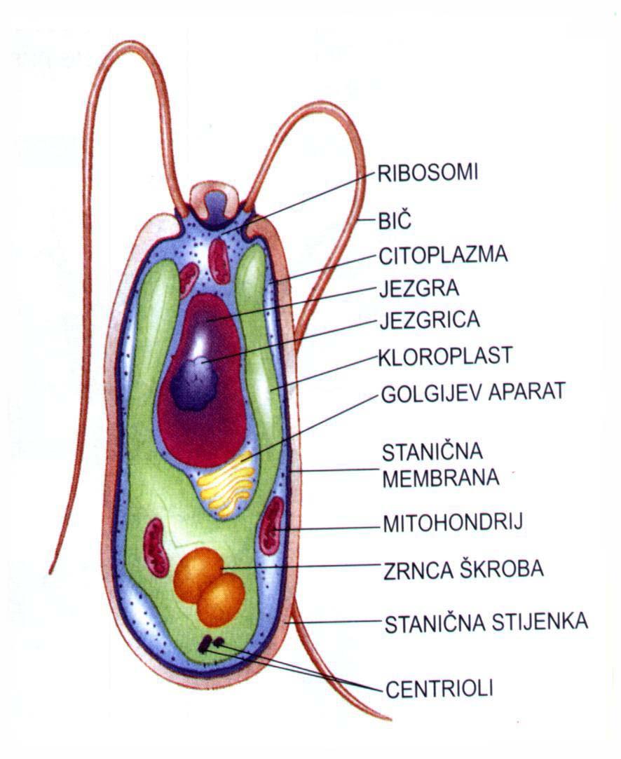 Rod Chlamydomonas Pokretni jednostanični oblici U jezgri se nalazi 17 kromosoma Nastanjuju slatkovodna i morska staništa (plankton), ali žive i na snijegu Poznato je oko 600
