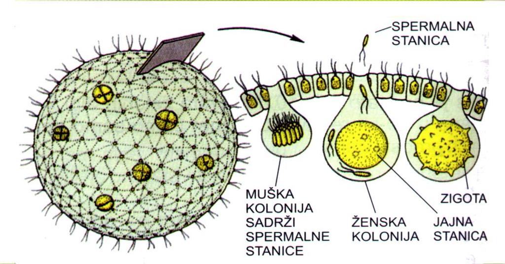Većina stanica obavlja fotosintezu i pokretanje, a samo dio stanica koje su smještene u stražnjem dijelu stelje imaju funkciju vegetativnog razmnožavanja.