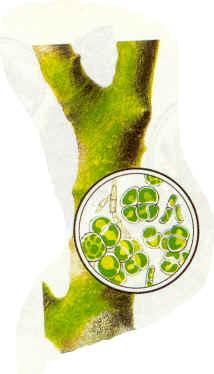 Chlorella Nepokretni