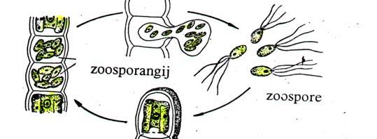 oblik Ulothrix