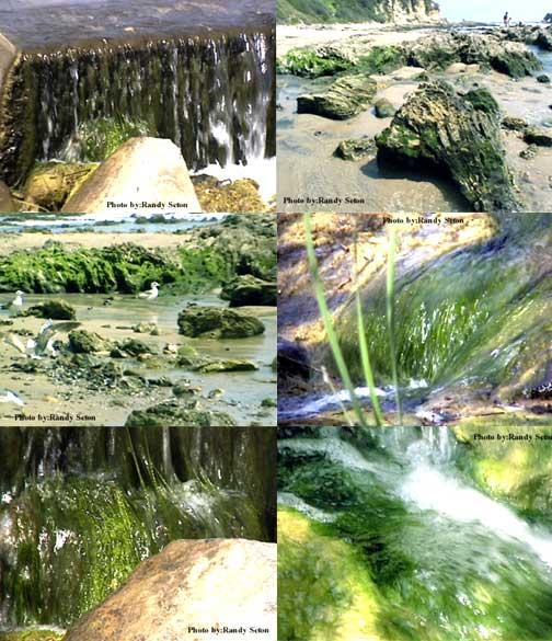 Imaju 1 ili više jezgara. Plastidi kloroplasti (vrčasti, okrugli, pločasti, vrpčasti, zvjezdasti, mrežasti). Često posjeduju pirenoide. Pigmenati: klorofil a i b, α i β karotini, ksantofili (lutein).