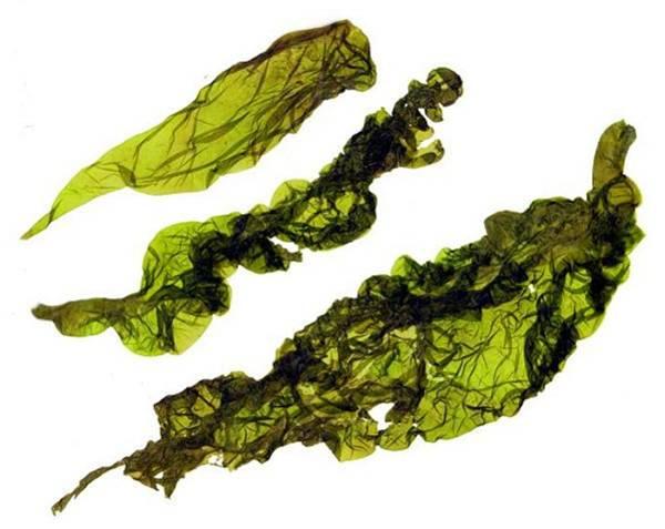 rigida