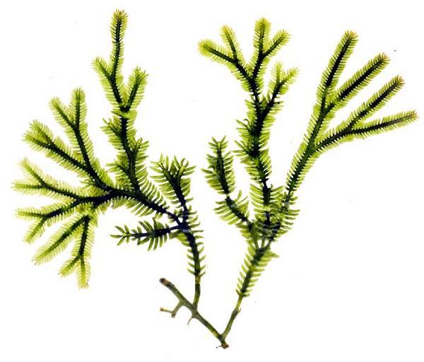 Halimeda
