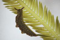 Caulerpa