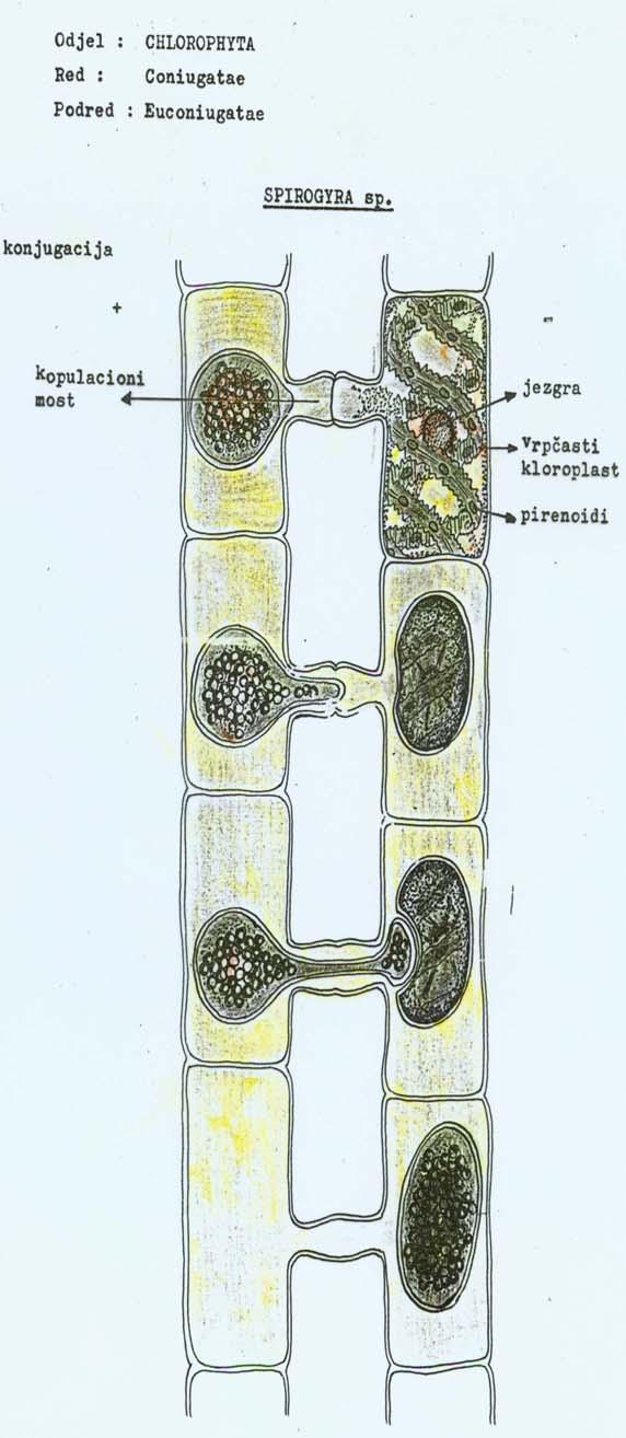 Spirogyra sp.