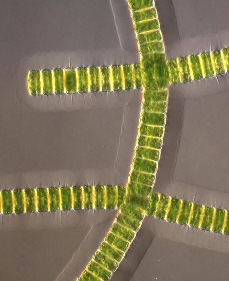 Desmidium