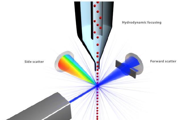 http://probes.invitrogen.