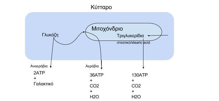 Σόπορ διάζπαζηρ ηων οςζιών ζηο