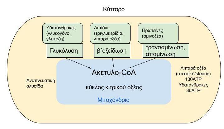 κενηπικό όπγανο μεηαβολιζμού