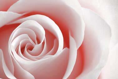 ROSY Un Bagno di Rose A bath of roses Il simbolo del profumo incastonato su una montatura sobria ed elegante, la unico e prezioso.