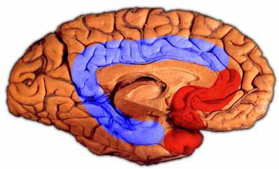 Πρωτεΐνη Περιοχή απώλειας νευρώνων Άνοια τ μετωπιαία -υποφλοιώδη κυκλώματα Μετωπο-κροταφική Φλοιοβασική εκφύλιση Υπερπυρηνική παράλυση