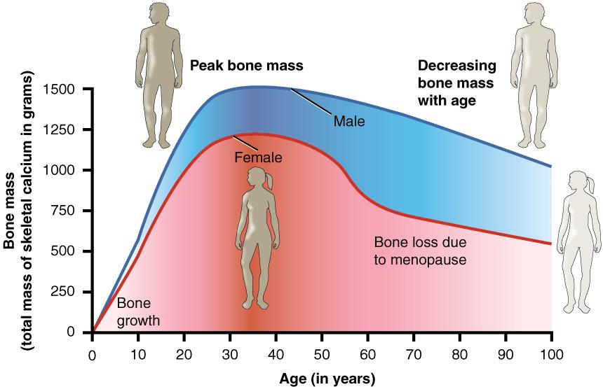WHOLE: Ευζωία και υγιεινές επιλογές για ηλικιωμένους και τους φροντιστές τους Υγεία των οστών και των αρθρώσεων στη μεγάλη ηλικία ΕΙΣΑΓΩΓΗ Τα οστά μας αλλάζουν συνεχώς ως απάντηση στο περιβάλλον και