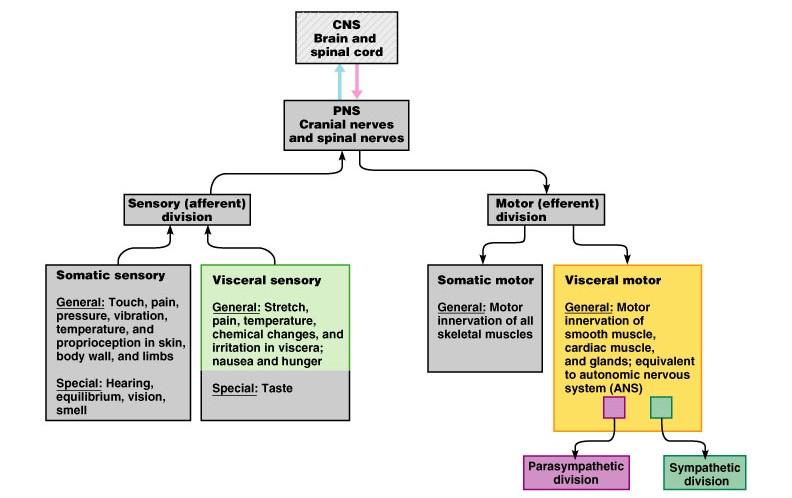 Ósjálfráða taugakerfið - Autonomic Nervous System - 20. Kafli. ( Sjálfvirka taugakerfið - Dultaugakerfið ) Ósjálfráða taugakerfið stjórnar starfsemi innri líffæra.