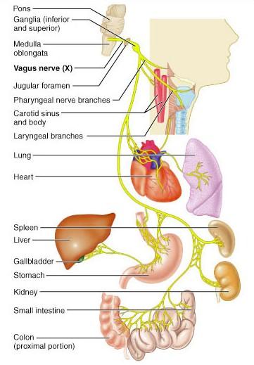 a) Preganglionic sympatíska kerfið Upptökin í lateral horn mænugrána T 1 L 2, frumubolur þeirra taugaþráða eru í hliðarhorni mænugrána frá T 2 L 3 => Thoracolumbar outflow.