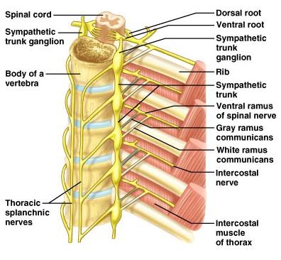 (10. heilataugin er sú langmikilvægasta Vagus.) sacral hluti mænu 2-4: spjaldsneiðar mænu 2-4. Cranialsacral outflow = höfuðbeina og spjaldbeins jöfnun.