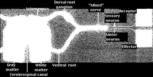 Sympathetic trunk Semjutaugahnoðastrengur. b) Parasympatíska ganglion, terminal ganglion Þau eru yfirleitt bara í viðkomandi líffærum, t.d. bara í lungum eða bara í hjarta.