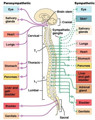 Enn aðrir preganglioniskir þræðir fara viðstöðulaust gegnum semjuhnoðastrenginn og mynda iðrataugar (splanchnic nerves) sem enda í prevertebral taugahnoðum eins og t.d. iðrahnoði (celiac ganglion).