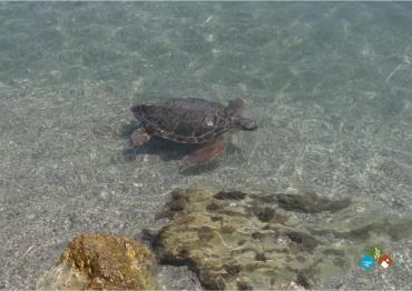 Εμφάνιση θαλάσσιας χελώνας καρέτα (Caretta caretta) στην παραλία Γλυφάδα Συμμετοχή στην διοργάνωση του αγώνα «Κρόνιον Πέρασμα» Στο πλαίσιο της έναρξης της αντιπυρικής περιόδου που ξεκινάει την 1