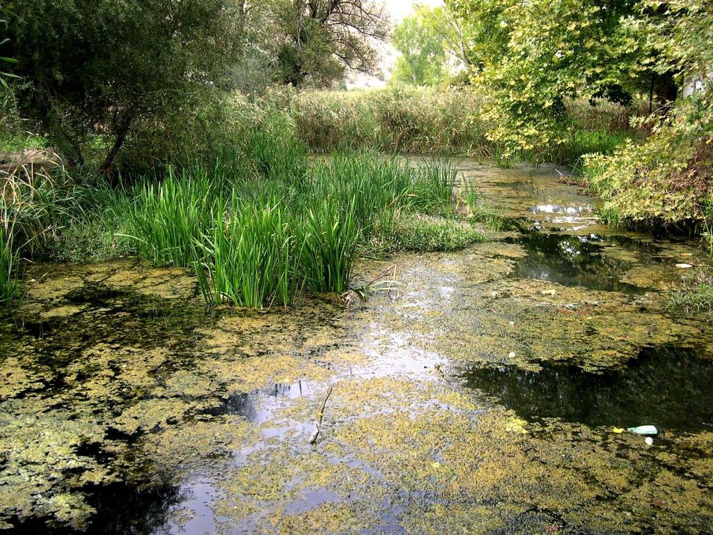 Θέση συλλογής (έλος Μεταμόρφωσης, Ν.
