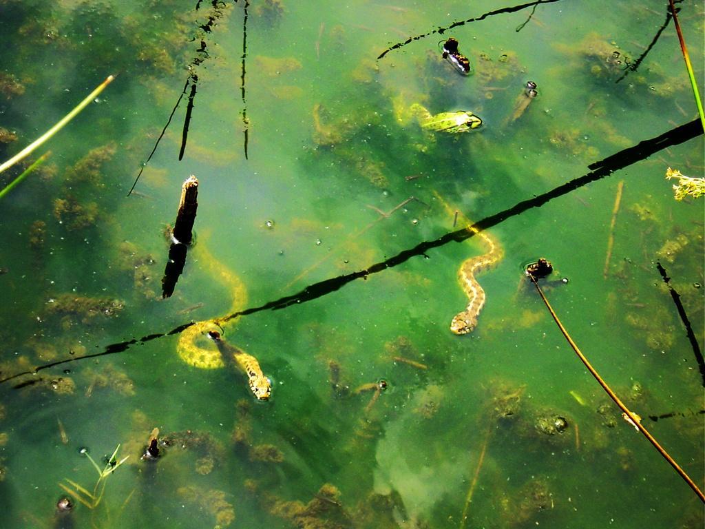 - Gambussia affinis (κουνουπόψαρο) - Carassius auratus gibelio (πεταλούδα) - Carassius