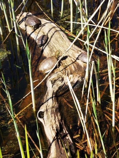 (βαλτοχελώνα) - Mayremys caspica (ποταμοχελώνα) - Triturus cristatus (τρίτωνας) -